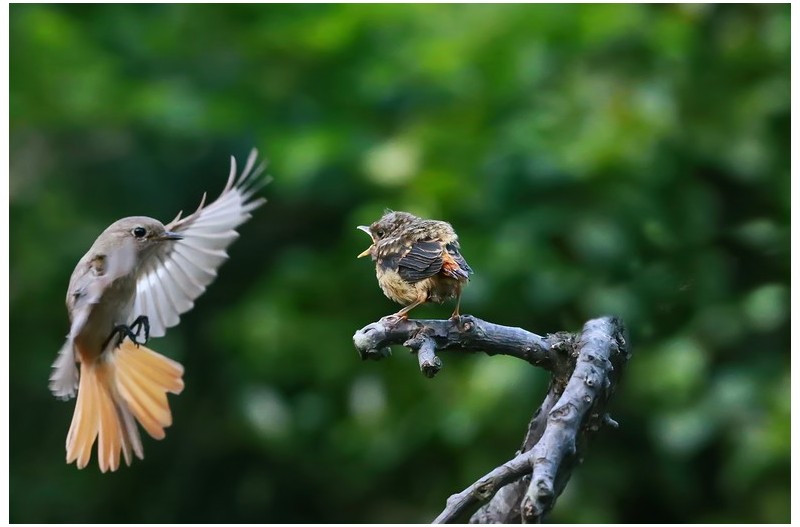 PHOTO BY ChoiJunqSeop  | Canon EOS-1D X Mark II  | 2024:07:21 08:45:46  | ISO-800 | 1/800 sec | f 6.3 | 150 mm | EV=0 | ● WIDTH:1800 pixels  HEIGHT:1200 pixels