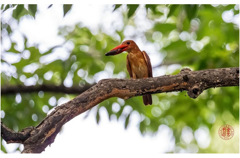 PHOTO BY KKY_CWANG_YEOL  | NIKON Z 8  | 2024:07:26 13:26:14  | ISO-5000 | 1/1600 sec | f 6.3 | 600 mm | EV=1.3 | ● WIDTH:1700 pixels  HEIGHT:1063 pixels