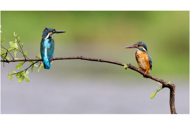 PHOTO BY  | Canon EOS R3  | 2024:07:29 08:57:22  | ISO-5000 | 1/8000 sec | f 6.3 | 600 mm | EV=0.3 | ● WIDTH:1800 pixels  HEIGHT:985 pixels