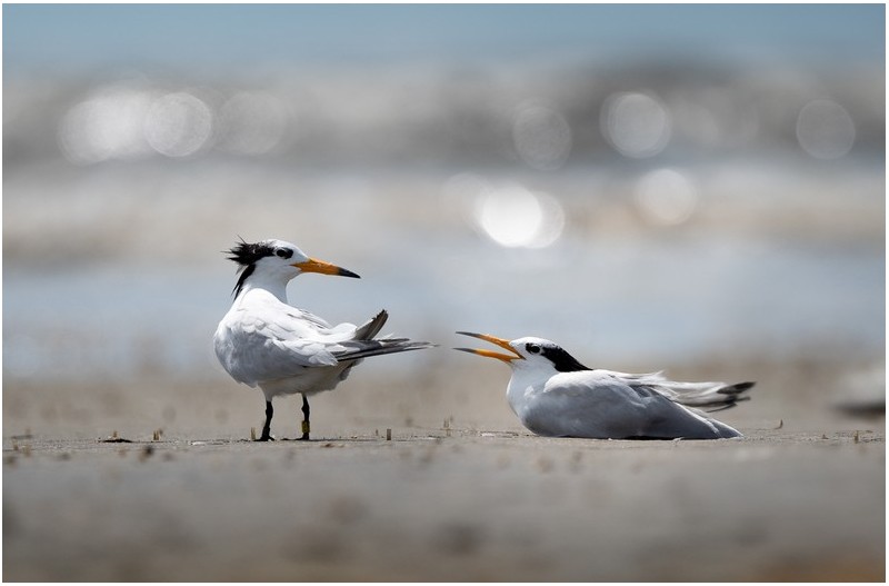 PHOTO BY  | NIKON D500  | 2024:07:25 14:13:24  | ISO-160 | 1/2000 sec | f 5.6 | 500 mm | EV=0.3 | ● WIDTH:  HEIGHT: