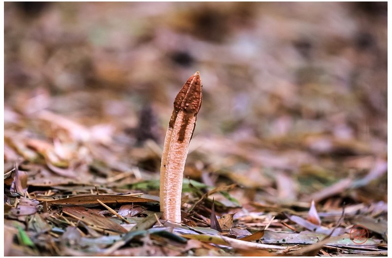 PHOTO BY  | Canon EOS 5D Mark IV  | 2024:07:17 16:29:41  | ISO-1600 | 1/30 sec | f 3.5 | 100 mm | EV=0 | ● WIDTH:2147 pixels  HEIGHT:1429 pixels