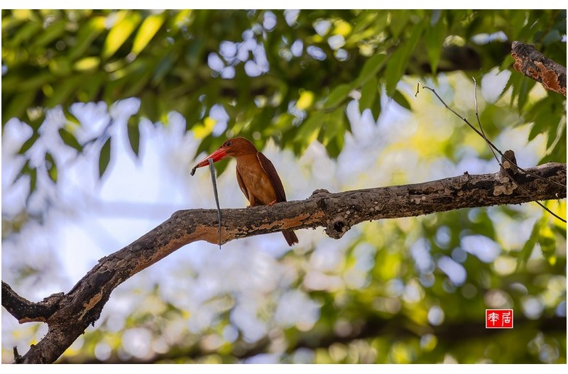 PHOTO BY changickheun  | Canon EOS-1D X Mark III  | 2024:08:01 14:34:48  | ISO-3200 | 1/3200 sec | f 5.6 | 600 mm | EV=0 | ● WIDTH:1800 pixels  HEIGHT:1130 pixels