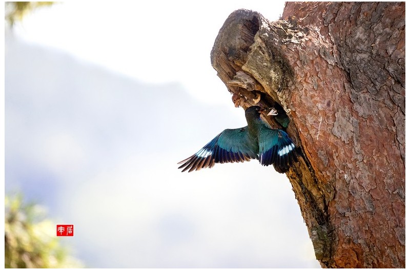 PHOTO BY changickheun  | Canon EOS-1D X Mark III  | 2024:07:31 10:34:37  | ISO-3200 | 1/3200 sec | f 4 | 600 mm | EV=0 | ● WIDTH:1800 pixels  HEIGHT:1200 pixels
