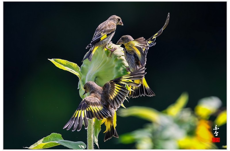PHOTO BY  | NIKON Z 9  | 2024:08:03 09:14:25  | ISO-4000 | 1/10000 sec | f 5.6 | 840 mm | EV=-0.7 | ● WIDTH:1700 pixels  HEIGHT:1132 pixels
