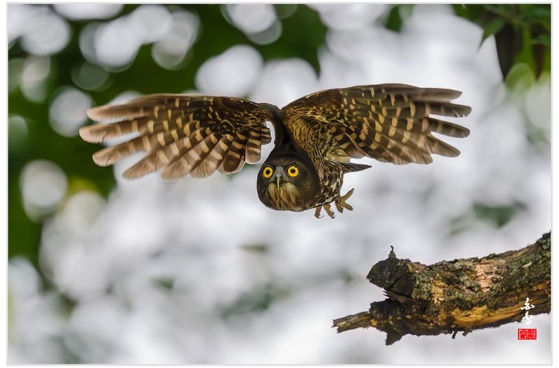 PHOTO BY  | NIKON Z 9  | 2024:08:02 12:36:26  | ISO-1600 | 1/3200 sec | f 4 | 600 mm | EV=1.7 | ● WIDTH:1700 pixels  HEIGHT:1133 pixels