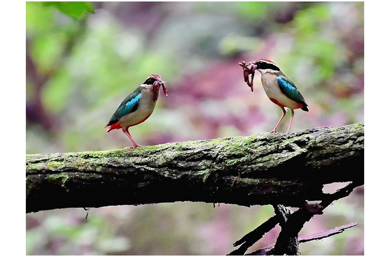 PHOTO BY Hamwuel Baek                          | NIKON D5  | 2023:07:01 10:05:30  | ISO-6400 | 5/1000 sec | f 5.6 | 500 mm | EV=0 | ● WIDTH:1400 pixels  HEIGHT:935 pixels