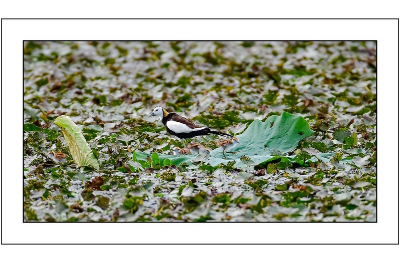   | PHOTO BY :  No Data |