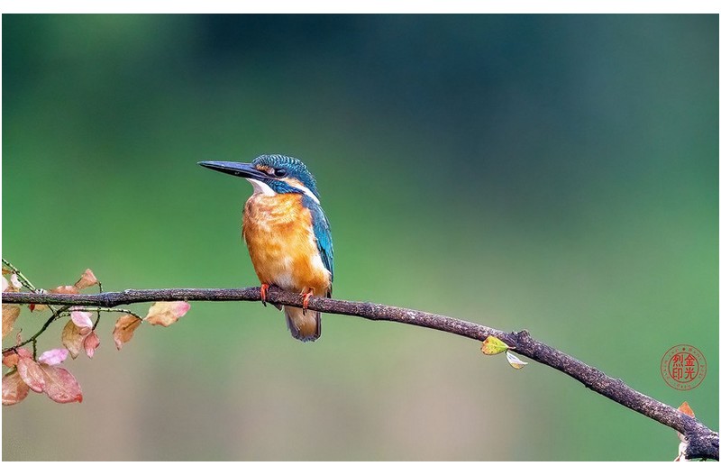 PHOTO BY KKY_CWANG_YEOL  | NIKON Z 8  | 2024:08:08 07:19:07  | ISO-5000 | 1/3200 sec | f 6.3 | 600 mm | EV=0 | ● WIDTH:1700 pixels  HEIGHT:1062 pixels