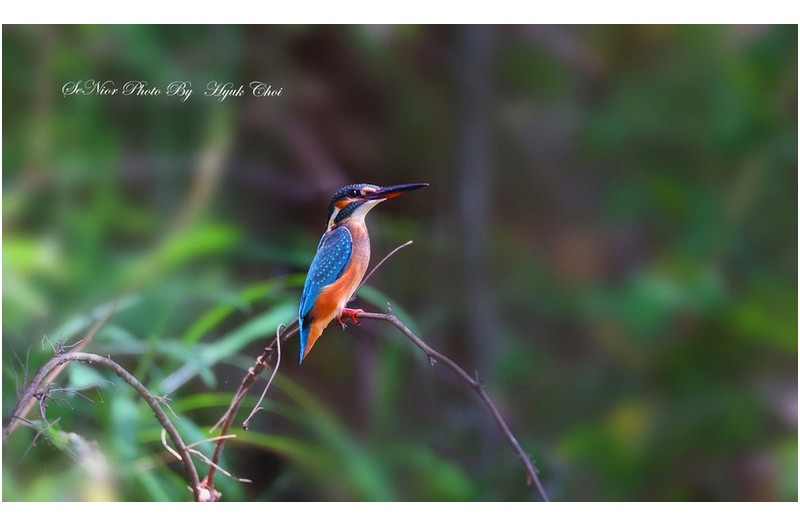 PHOTO BY  | Canon EOS R6  | 2024:07:23 10:57:09  | ISO-2000 | 1/500 sec | f 6.3 | 600 mm | EV=0 | ● WIDTH:1750 pixels  HEIGHT:1050 pixels