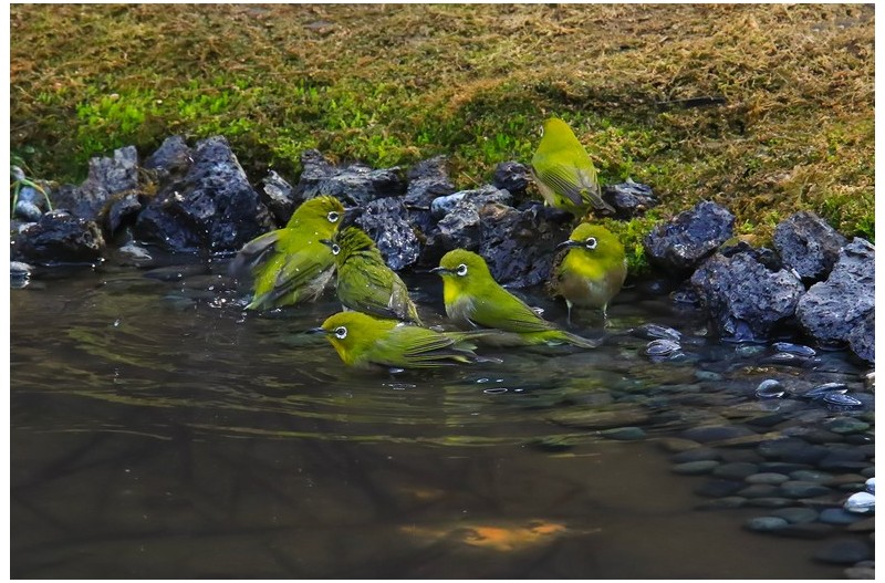 PHOTO BY ChoiJunqSeop  | Canon EOS-1D X Mark II  | 2024:08:05 09:42:40  | ISO-800 | 1/8000 sec | f 6.3 | 220 mm | EV=0 | ● WIDTH:1800 pixels  HEIGHT:1200 pixels