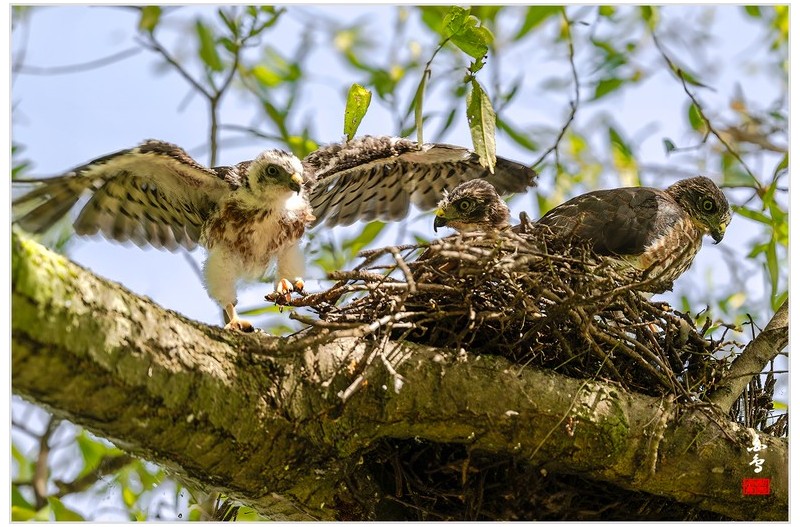 PHOTO BY  | NIKON Z 9  | 2024:07:28 14:48:52  | ISO-400 | 1/320 sec | f 5.6 | 840 mm | EV=0.3 | ● WIDTH:1700 pixels  HEIGHT:1133 pixels