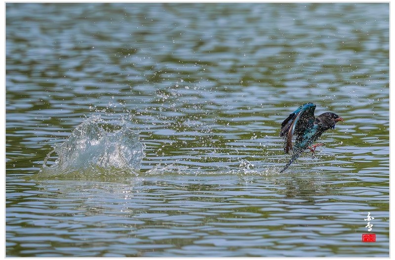 PHOTO BY  | NIKON Z 9  | 2024:08:11 14:32:57  | ISO-4000 | 1/26000 sec | f 5.6 | 840 mm | EV=-0.7 | ● WIDTH:1700 pixels  HEIGHT:1133 pixels