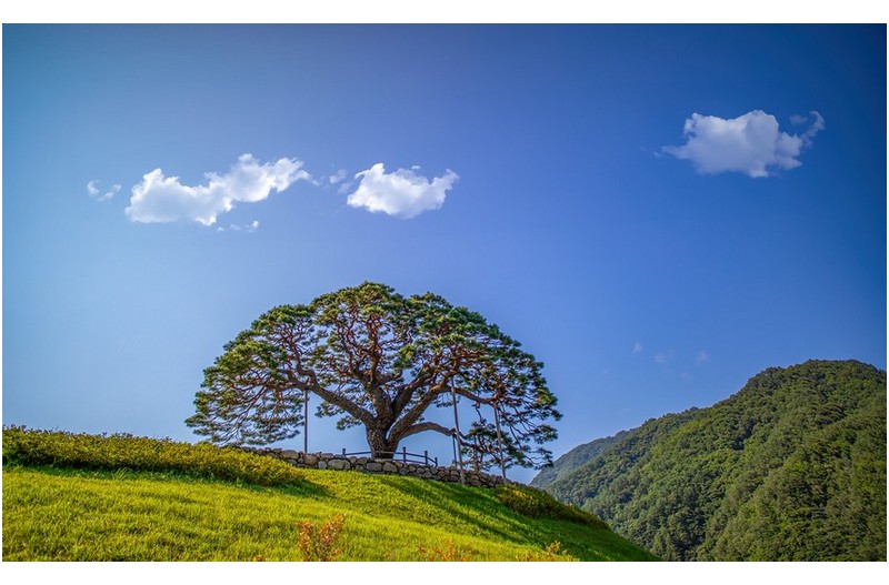 PHOTO BY  | Canon EOS 5D Mark IV  | 2024:08:11 08:43:05  | ISO-50 | 1/2000 sec |  |  | EV=0 | ● WIDTH:1800 pixels  HEIGHT:1097 pixels