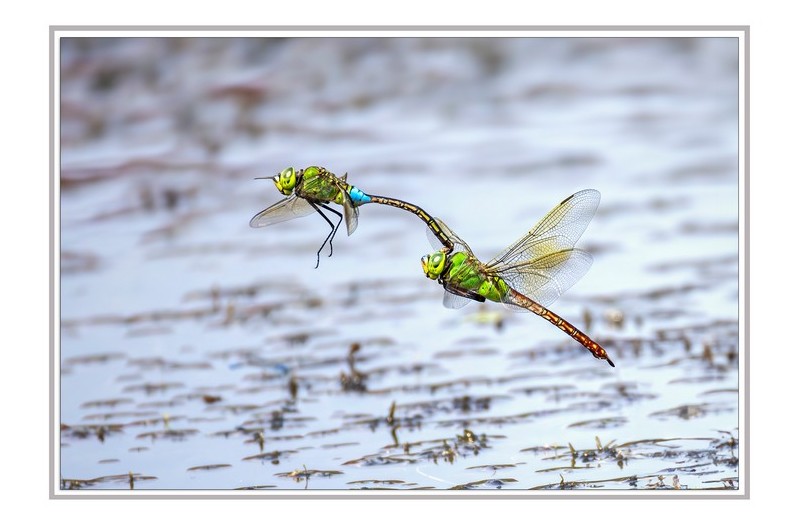 PHOTO BY  | Canon EOS R5  | 2024:08:10 14:26:09  | ISO-2000 | 1/4000 sec | f 9 | 800 mm | EV=0 | ● WIDTH:2200 pixels  HEIGHT:1534 pixels