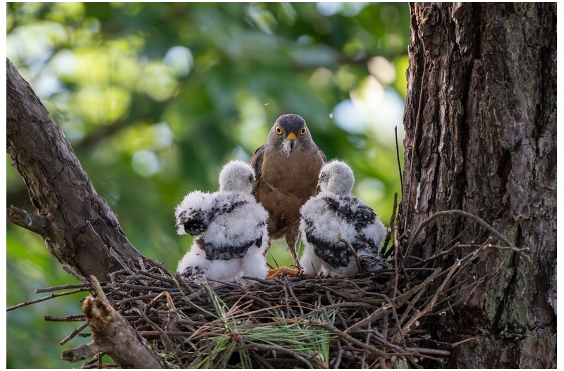 PHOTO BY  | NIKON D500  | 2021:07:24 18:09:24  | ISO-2500 | 1/250 sec | f 5.6 | 500 mm | EV=0 | ● WIDTH:  HEIGHT: