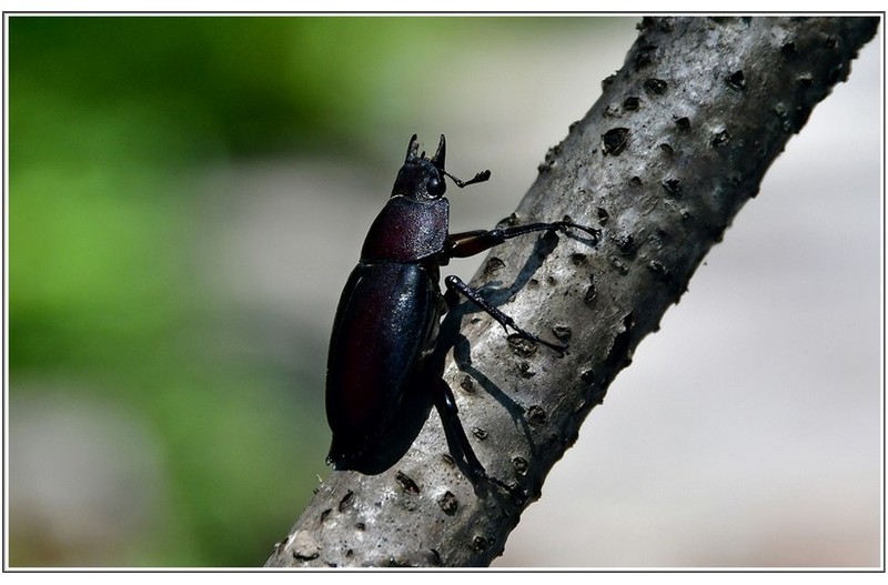 PHOTO BY                                       | NIKON D500  | 2024:08:13 10:18:14  | ISO-280 | 1/250 sec | f 8 | 120 mm | EV=0 | ● WIDTH:5568 pixels  HEIGHT:3712 pixels