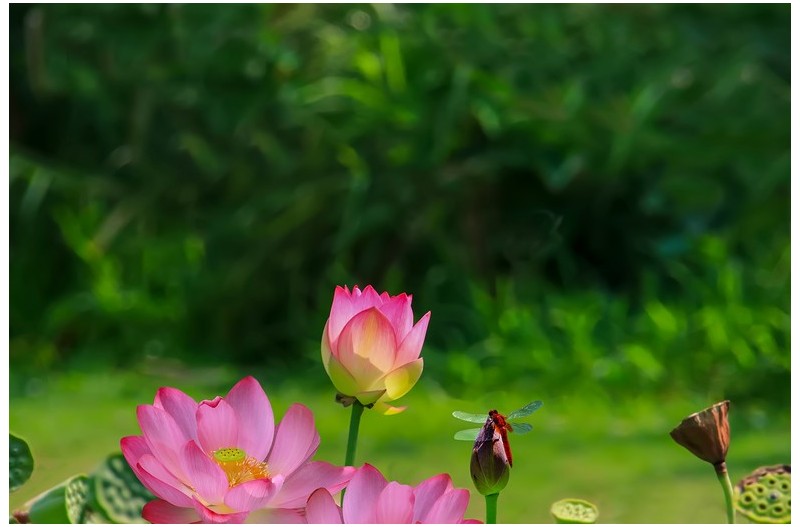 PHOTO BY ChoiJunqSeop  | Canon EOS-1D X Mark II  | 2024:08:05 09:42:52  | ISO-800 | 1/320 sec | f 6.3 | 220 mm | EV=0 | ● WIDTH:1800 pixels  HEIGHT:1200 pixels