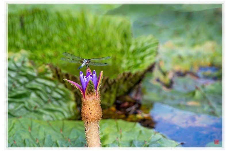 PHOTO BY  | NIKON Z 9  | 2024:08:14 15:52:22  | ISO-500 | 1/500 sec | f 7.1 | 840 mm | EV=0.3 | ● WIDTH:1500 pixels  HEIGHT:1016 pixels
