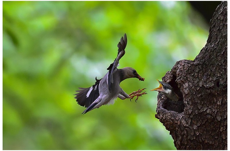 PHOTO BY ChoiJunqSeop  | Canon EOS-1D X Mark II  | 2024:08:14 07:24:24  | ISO-800 | 1/400 sec | f 6.3 | 300 mm | EV=0 | ● WIDTH:1800 pixels  HEIGHT:1200 pixels