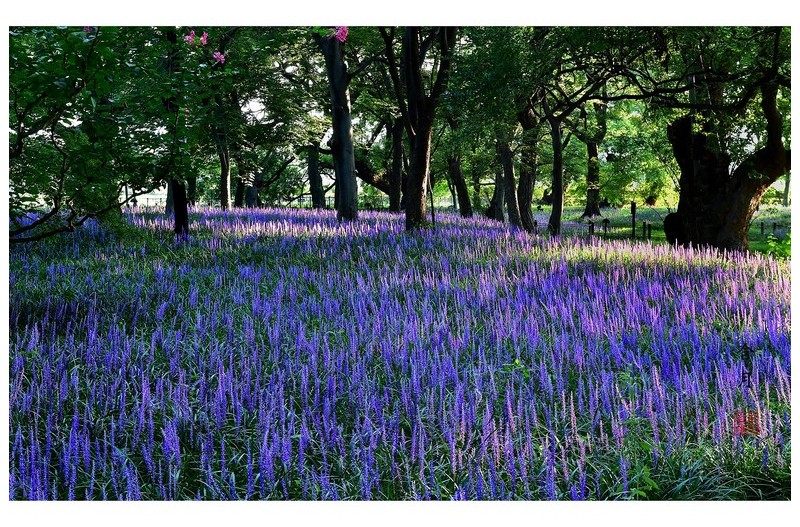 PHOTO BY Hamwuel Baek                          | NIKON D5  | 2024:08:13 07:10:36  | ISO-100 | 1/3 sec | f 11 | 70 mm | EV=-0.7 | ● WIDTH:1600 pixels  HEIGHT:1129 pixels