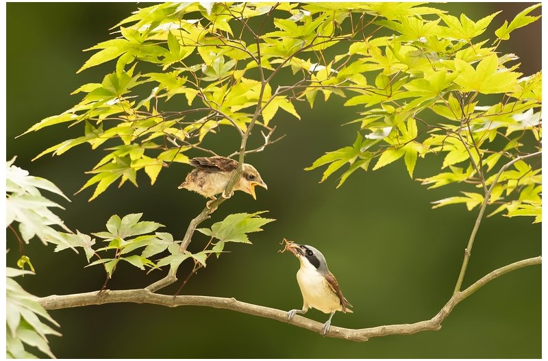 PHOTO BY ChoiJunqSeop  | Canon EOS-1D X Mark II  | 2024:08:14 07:24:30  | ISO-800 | 1/6400 sec | f 6.3 | 300 mm | EV=0 | ● WIDTH:1800 pixels  HEIGHT:1200 pixels