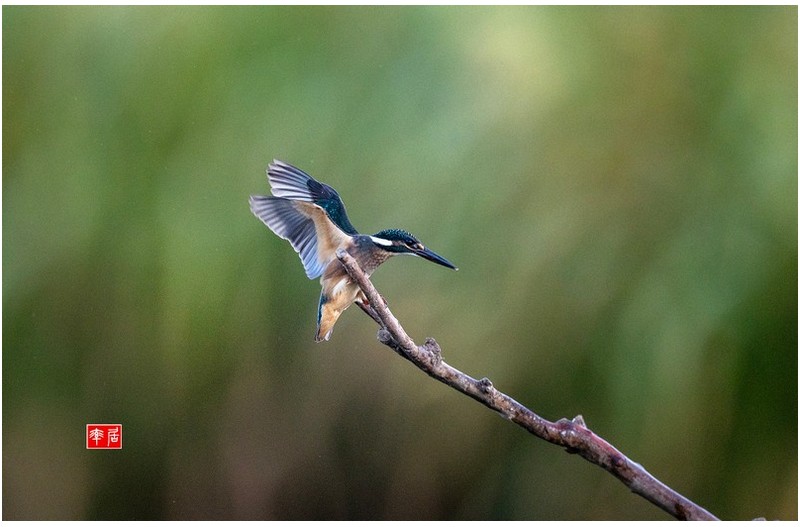 PHOTO BY changickheun  | Canon EOS-1D X Mark III  | 2024:08:19 05:47:13  | ISO-3200 | 1/800 sec | f 4 | 600 mm | EV=0 | ● WIDTH:1800 pixels  HEIGHT:1166 pixels
