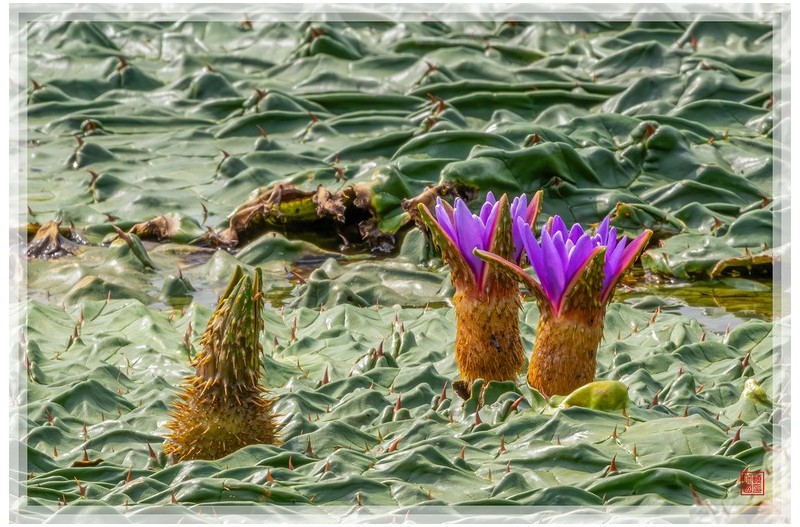 PHOTO BY  | NIKON Z 9  | 2024:08:19 10:13:41  | ISO-1250 | 1/320 sec | f 29 | 840 mm | EV=0 | ● WIDTH:1500 pixels  HEIGHT:999 pixels