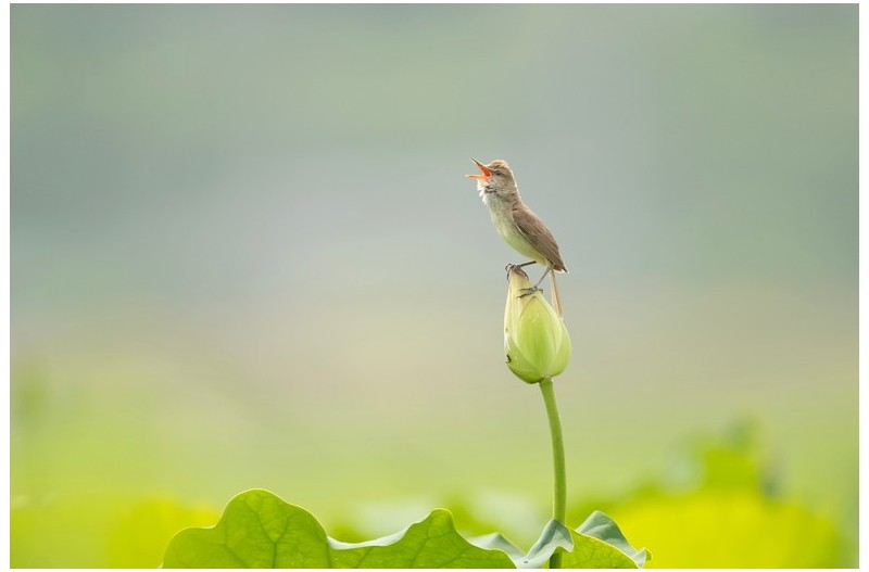 PHOTO BY ChoiJunqSeop  | Canon EOS-1D X Mark II  | 2024:08:14 07:24:30  | ISO-800 | 1/6400 sec | f 6.3 | 300 mm | EV=0 | ● WIDTH:1800 pixels  HEIGHT:1200 pixels