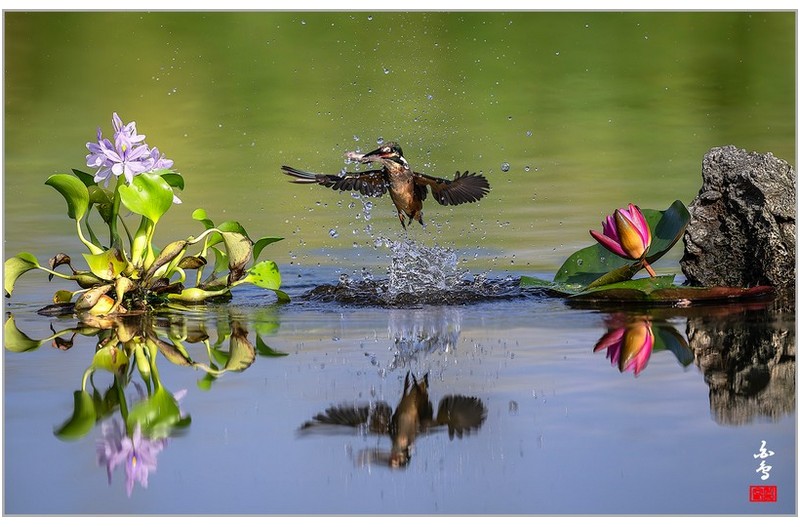PHOTO BY  | NIKON Z 9  | 2024:08:19 08:18:55  | ISO-1250 | 1/12800 sec | f 5.6 | 600 mm | EV=-0.7 | ● WIDTH:1700 pixels  HEIGHT:1086 pixels