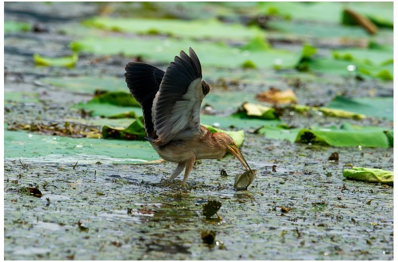 PHOTO BY  | NIKON D3S  | 2011:07:17 12:06:40  | ISO-800 | 1/3200 sec | f 6.3 | 600 mm | EV=0 | ● WIDTH:  HEIGHT: