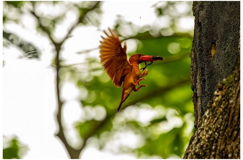 PHOTO BY ChoiJunqSeop  | Canon EOS-1D X Mark II  | 2024:08:14 07:24:24  | ISO-800 | 1/400 sec | f 6.3 | 300 mm | EV=0 | ● WIDTH:1800 pixels  HEIGHT:1200 pixels