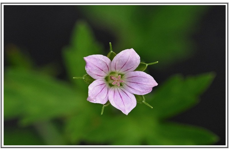 PHOTO BY                                       | NIKON Z 7_2  | 2024:08:22 07:49:00  | ISO-500 | 1/125 sec | f 5.6 | 60 mm | EV=0 | ● WIDTH:5408 pixels  HEIGHT:3600 pixels