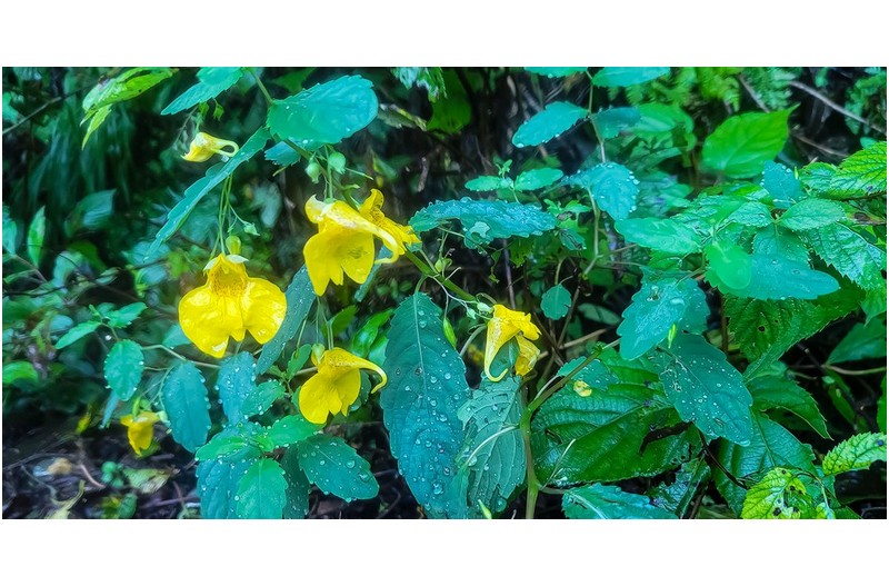 PHOTO BY  | SM-N981N  | 2024:08:23 07:21:36  | ISO-200 | 1/60 sec | f 1.8 | 5.4 mm | EV=0 | ● WIDTH:1500 pixels  HEIGHT:768 pixels