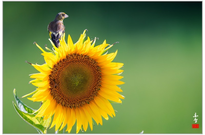 PHOTO BY  | NIKON D500  | 2024:08:12 15:46:52  | ISO-250 | 1/640 sec | f 5.6 | 500 mm | EV=0 | ● WIDTH:1700 pixels  HEIGHT:1133 pixels