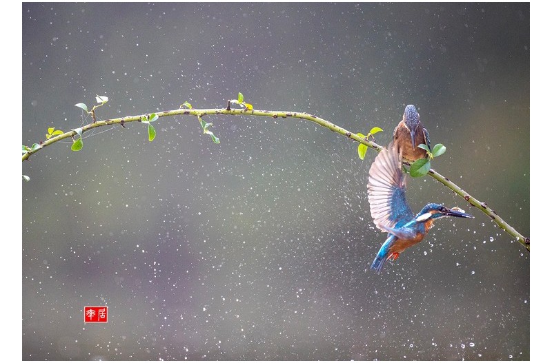 PHOTO BY changickheun  | Canon EOS-1D X Mark III  | 2024:08:23 07:32:15  | ISO-3200 | 1/2000 sec | f 4 | 600 mm | EV=0 | ● WIDTH:1800 pixels  HEIGHT:1275 pixels