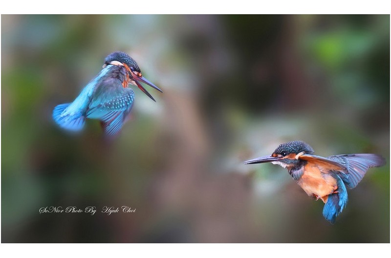 PHOTO BY  | Canon EOS R6  | 2024:08:23 13:48:29  | ISO-10000 | 1/1250 sec | f 6.3 | 552 mm | EV=0 | ● WIDTH:1700 pixels  HEIGHT:1000 pixels