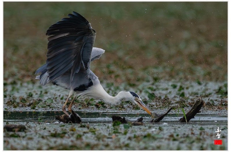 PHOTO BY  | NIKON Z 9  | 2024:06:29 10:33:50  | ISO-1000 | 1/8000 sec | f 5.6 | 840 mm | EV=-1 | ● WIDTH:0 pixels  HEIGHT:0 pixels