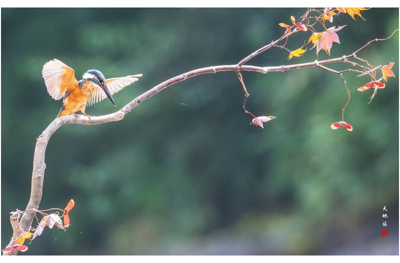 PHOTO BY KKY_CWANG_YEOL  | NIKON Z 8  | 2024:08:23 10:55:23  | ISO-4000 | 1/640 sec | f 11 | 600 mm | EV=-0.3 | ● WIDTH:1700 pixels  HEIGHT:1062 pixels