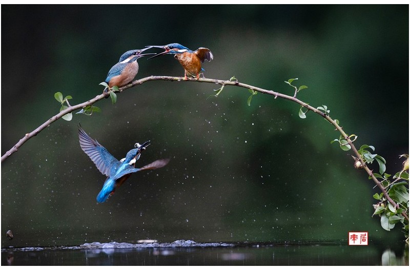 PHOTO BY changickheun  | Canon EOS-1D X Mark III  | 2024:08:23 16:07:07  | ISO-3200 | 1/4000 sec | f 5.6 | 600 mm | EV=0 | ● WIDTH:1800 pixels  HEIGHT:1156 pixels