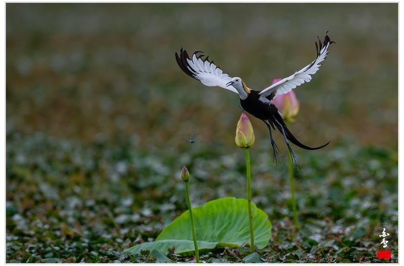 PHOTO BY  | NIKON Z 9  | 2024:06:29 09:19:45  | ISO-1600 | 1/8000 sec | f 5.6 | 840 mm | EV=-1 | ● WIDTH:0 pixels  HEIGHT:0 pixels
