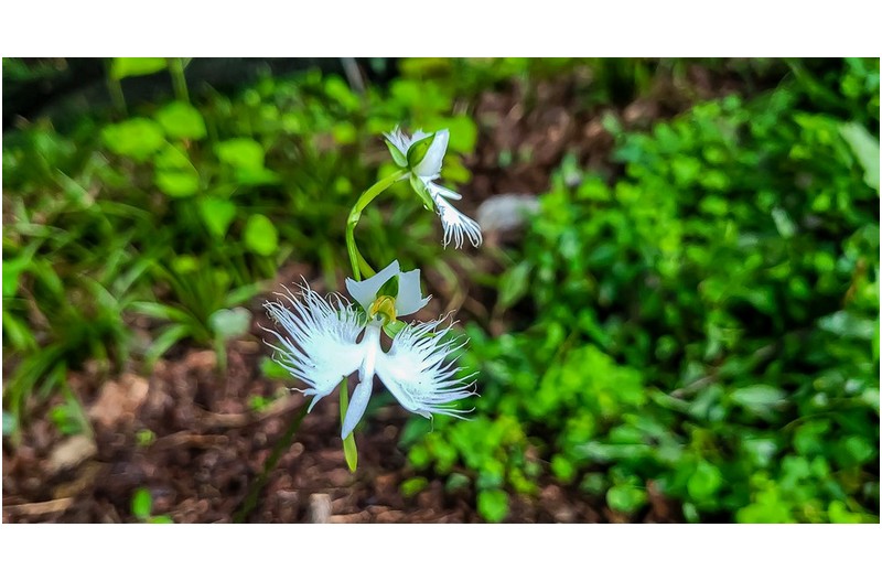 PHOTO BY  | SM-N981N  | 2024:08:24 06:45:58  | ISO-200 | 1/120 sec | f 1.8 | 5.4 mm | EV=0 | ● WIDTH:1500 pixels  HEIGHT:797 pixels