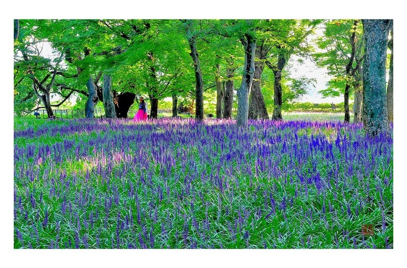 PHOTO BY Hamwuel Baek                          | NIKON D5  | 2024:08:13 07:22:54  | ISO-100 | 25/100 sec | f 11 | 70 mm | EV=0 | ● WIDTH:1600 pixels  HEIGHT:1118 pixels