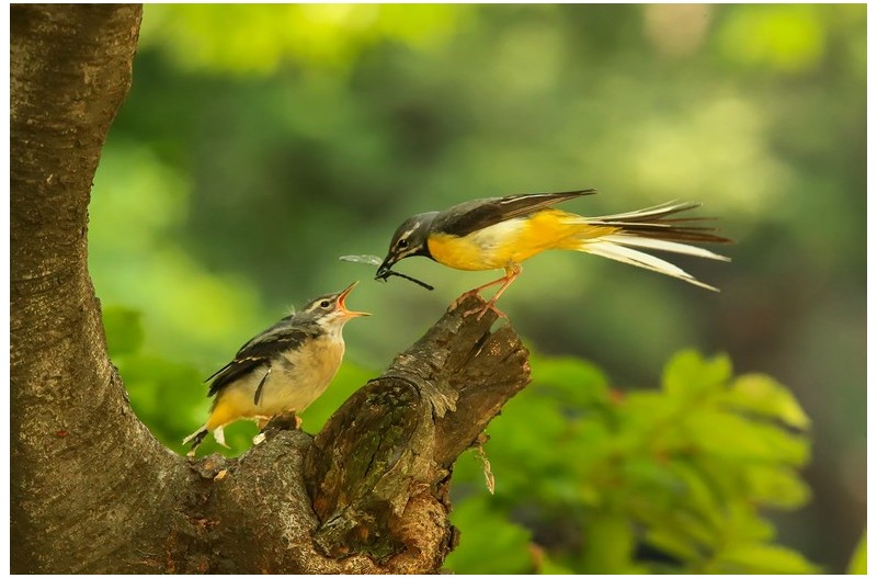 PHOTO BY ChoiJunqSeop  | Canon EOS-1D X Mark II  | 2024:08:14 07:24:03  | ISO-800 | 1/320 sec | f 6.3 | 300 mm | EV=0 | ● WIDTH:1800 pixels  HEIGHT:1200 pixels