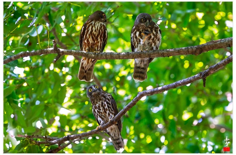 PHOTO BY  | NIKON Z 9  | 2024:08:12 11:16:07  | ISO-4000 | 1/800 sec | f 5.6 | 600 mm | EV=0 | ● WIDTH:0 pixels  HEIGHT:0 pixels