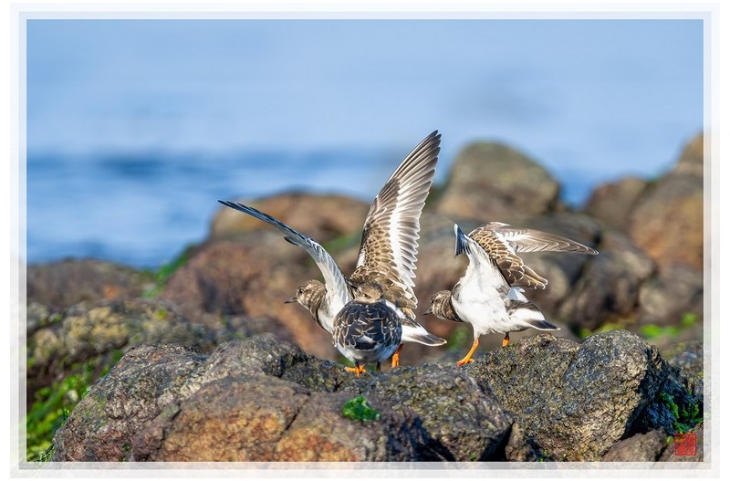 PHOTO BY  | NIKON Z 9  | 2024:08:26 17:02:29  | ISO-1600 | 1/3200 sec | f 5.6 | 840 mm | EV=0.3 | ● WIDTH:1500 pixels  HEIGHT:1004 pixels