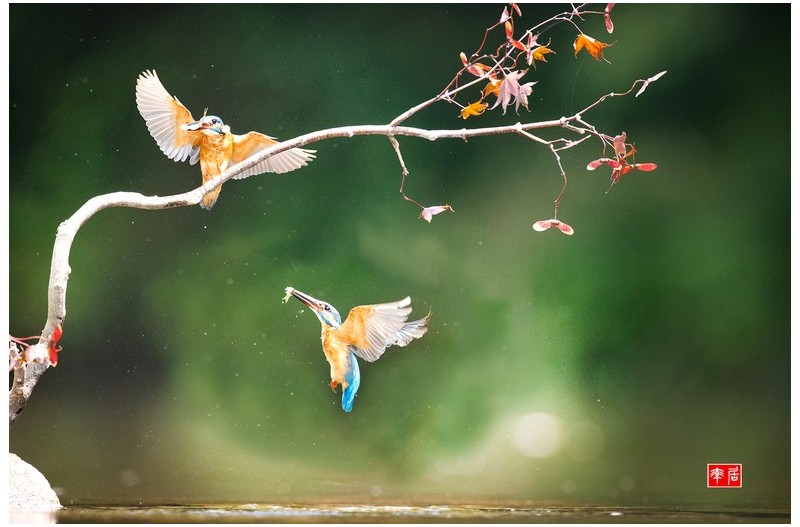 PHOTO BY changickheun  | Canon EOS-1D X Mark III  | 2024:08:23 13:02:04  | ISO-3200 | 1/4000 sec | f 5 | 600 mm | EV=0 | ● WIDTH:1800 pixels  HEIGHT:1200 pixels