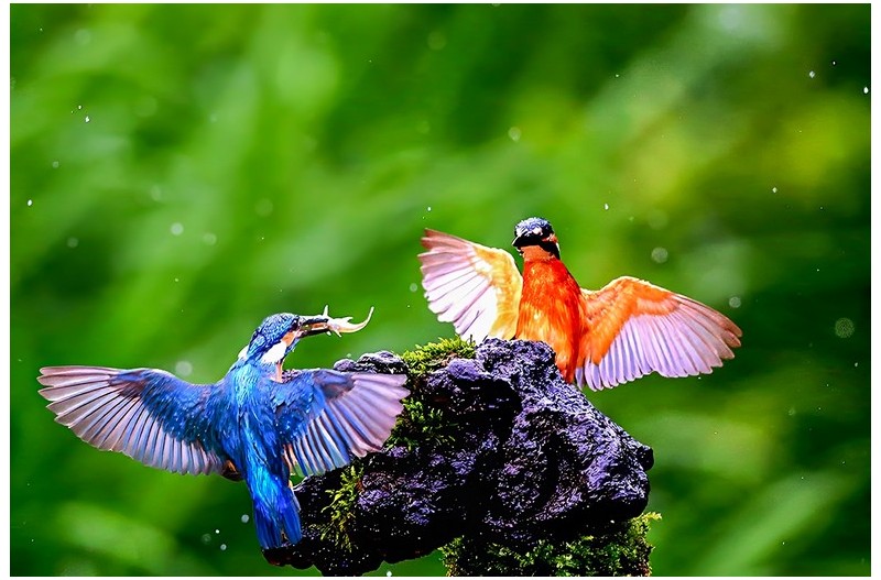 PHOTO BY ChoiJunqSeop  | Canon EOS-1D X Mark II  | 2024:08:14 07:25:20  | ISO-800 | 1/400 sec | f 6.3 | 300 mm | EV=0 | ● WIDTH:1800 pixels  HEIGHT:1200 pixels
