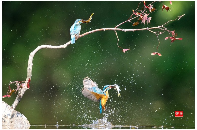 PHOTO BY changickheun  | Canon EOS-1D X Mark III  | 2024:08:23 14:50:14  | ISO-3200 | 1/5000 sec | f 5.6 | 600 mm | EV=0 | ● WIDTH:1800 pixels  HEIGHT:1200 pixels