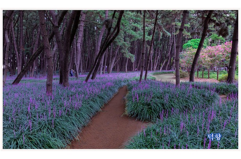 PHOTO BY SSJU  | Canon EOS 5D Mark IV  | 2024:08:20 18:01:30  | ISO-640 | 1/30 sec | f 8 | 35 mm | EV=0 | ● WIDTH:1200 pixels  HEIGHT:716 pixels