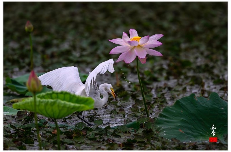 PHOTO BY  | NIKON Z 9  | 2024:07:24 08:30:57  | ISO-2000 | 1/2500 sec | f 5.6 | 840 mm | EV=-0.7 | ● WIDTH:0 pixels  HEIGHT:0 pixels